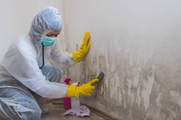 Trusted Silver Hill, MD Mold Remediation Experts