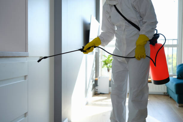 Best Attic Mold Remediation in Silver Hill, MD
