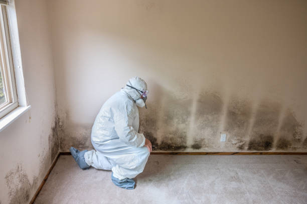 Best Mold Remediation for Specific Building Types in Silver Hill, MD