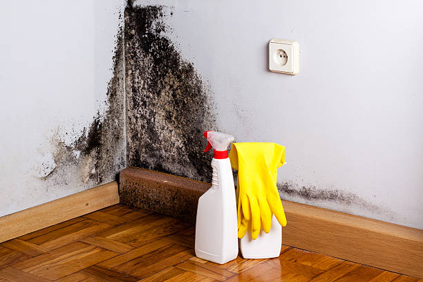 Best Preventive Mold Services in Silver Hill, MD