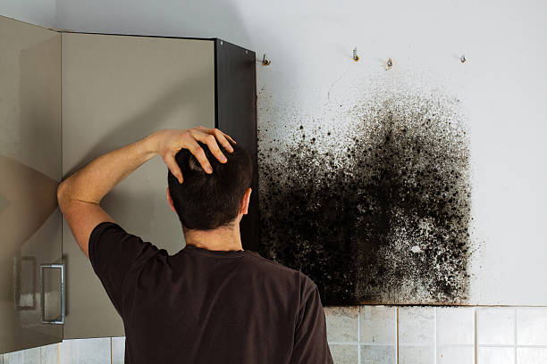 Best Emergency Mold Remediation in Silver Hill, MD