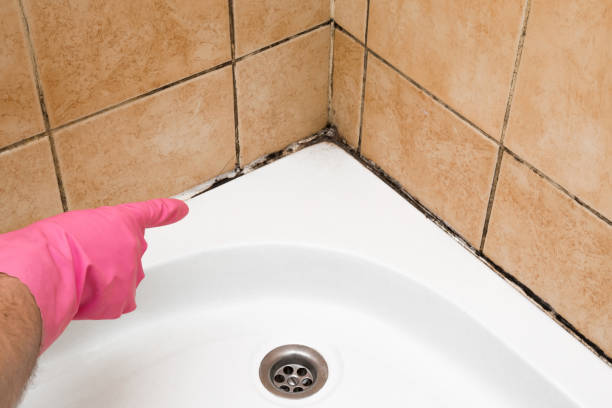 Best Localized Mold Remediation (e.g., coastal areas, humid climates) in Silver Hill, MD